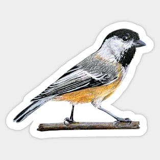 Chickadee drawing 3 (no background) Sticker